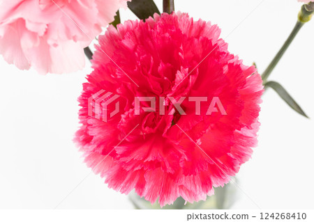 Carnations in a vase, white background version Carnations in a vase, white background version 124268410