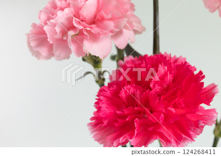 Carnations in a vase, white background version Carnations in a vase, white background version 124268411