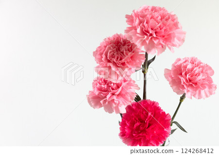 花瓶裡的康乃馨,白色背景版 花瓶裡的康乃馨,白色背景版 124268412