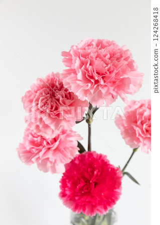 Carnations in a vase, white background version Carnations in a vase, white background version 124268418