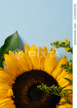 Floral background with fragment of bright yellow sunflower and green foliage on blue backdrop. A place for your text. 124268591