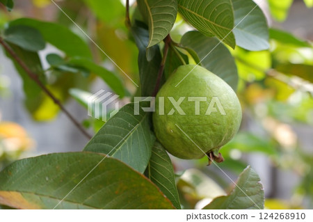 Guava fruit on the tree in the garden with green leaves background Guava fruit on the tree in the garden with green leaves background 124268910