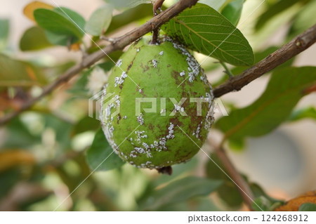 Guava fruit on the tree in the garden with green leaves background 124268912