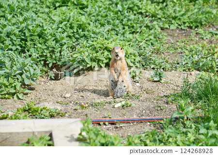A funny cute gopher stands on his hind legs and stares in wonder at the camera 124268928