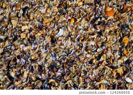 Texture of brown small shell. Small seashells background, Template. Soft focus Texture of brown small shell. Small seashells background, Template. Soft focus 124268938