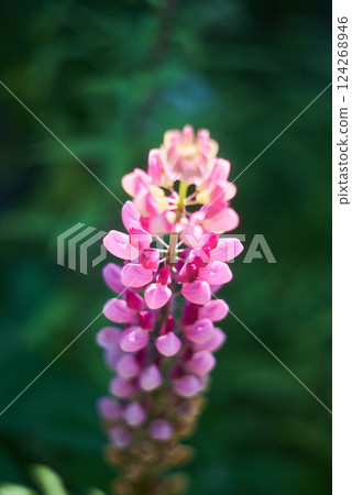 Flowering Lupin (Lupinus polyphyllus). Blooming garden lupines, close-up with selective focus. 124268946