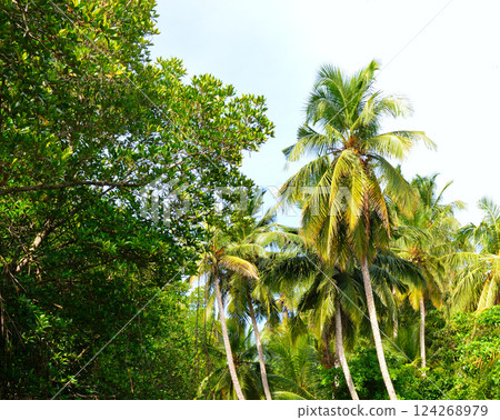 Palm trees, mangroves and other tropical trees against a blue sky. Palm trees, mangroves and other tropical trees against a blue sky. 124268979