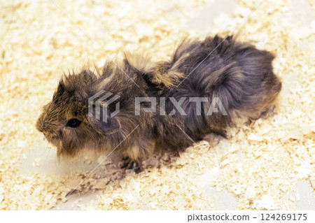 A small, fluffy rodent is seen moving across a textured surface covered in sawdust. The creature's distinctive fur and lively demeanor create an engaging atmosphere. A small, fluffy rodent is seen moving across a textured surface covered in sawdust. The creature's distinctive fur and lively demeanor create an engaging atmosphere. 124269175