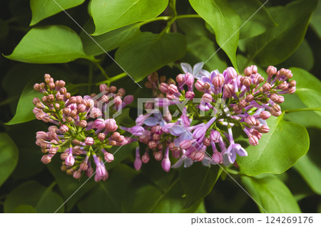 purple lilac in green bush flower closeup 124269176