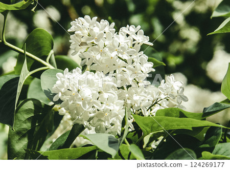 purple lilac in green bush flower closeup 124269177