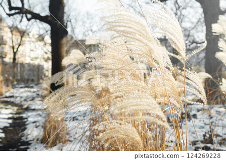 Pampas Grass is widely used for garden decoration, when for interior decoration, and also in the form of printed pictures. 124269228