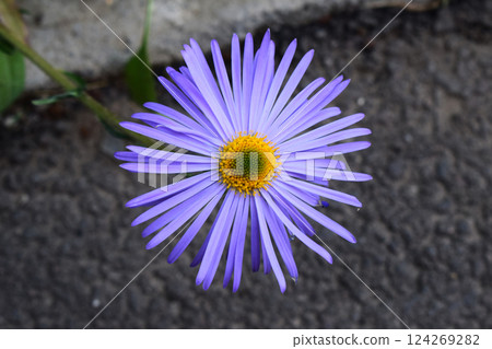 A vivid purple daisy with a yellow and green center, set against a textured, dark gray background, Urban flower 124269282