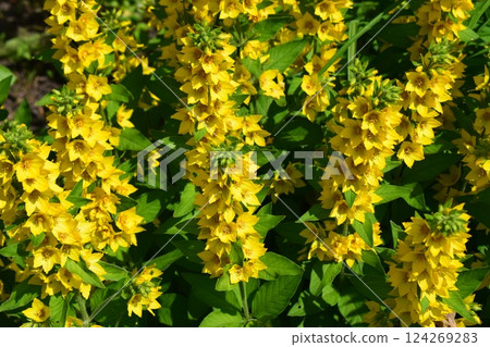 Yellow Loosestrife (Lysimachia Punctata), the Dotted Loosestrife 124269283