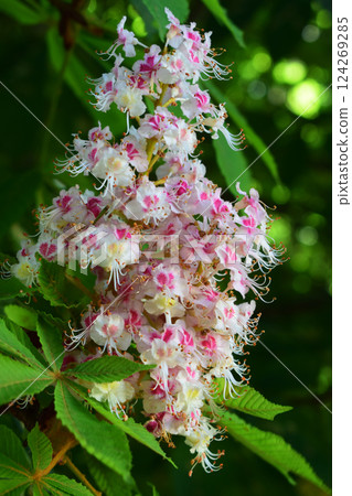 A clusters of white flowers from a horse chestnut tree with pink spots and prominent stamens. A clusters of white flowers from a horse chestnut tree with pink spots and prominent stamens. 124269285