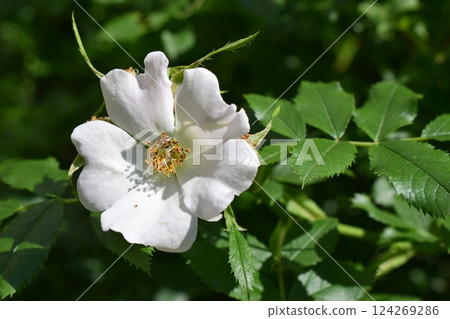 White rosehip flower with soft petals, surrounded by dark green leaves, in a natural setting. White rosehip flower with soft petals, surrounded by dark green leaves, in a natural setting. 124269286
