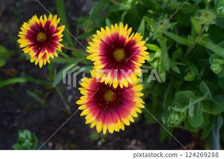 Blanket Flowers' Radiant Display 124269288