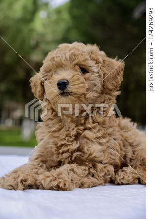 Cute brown poodle puppy outside 124269293