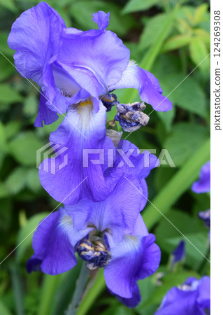 Vibrant Purple Iris with Delicate Curved Petals 124269308