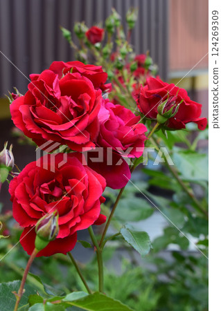 A cluster of vibrant red roses in full bloom, with some rosebuds still developing. Vibrant Red Roses in Sharp Focus A cluster of vibrant red roses in full bloom, with some rosebuds still developing. Vibrant Red Roses in Sharp Focus 124269309