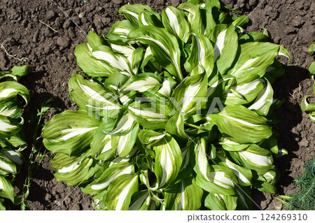 A hosta with broad, elongated, bright green leaves with pronounced white stripes toward the center. A hosta with broad, elongated, bright green leaves with pronounced white stripes toward the center. 124269310