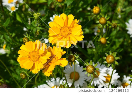 Vibrant Yellow Coreopsis and White Daisies in Bloom 124269313