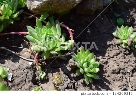 A close-up of a succulent plant with rosette-shaped leaves, displaying shades of green with red tips. Sempervivum tectorum. Succulent Garden Glow A close-up of a succulent plant with rosette-shaped leaves, displaying shades of green with red tips. Sempervivum tectorum. Succulent Garden Glow 124269315
