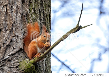 Squirrel perched on tree branch enjoying a nut in a serene forest setting during daytime Squirrel perched on tree branch enjoying a nut in a serene forest setting during daytime 124269410