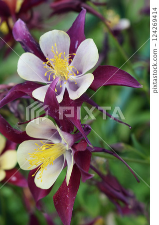 close-up of a columbine flower with deep maroon petals and pale inner petals. Contrasting Hues of Wild Bloom 124269414