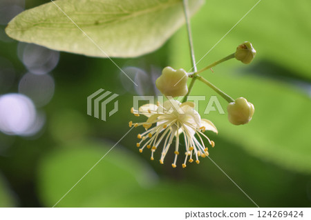 A close-up of a small, delicate flower of flowering linden with pale yellow petals and numerous stamens tipped with yellow pollen. 124269424