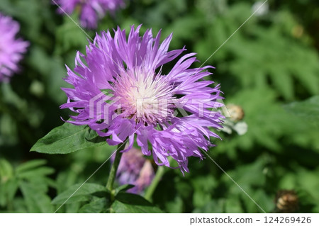 Vibrant Purple Cornflower with Yellow Center 124269426