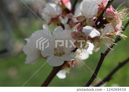 Delicate Cherry Blossoms: A Springtime Serenade 124269438