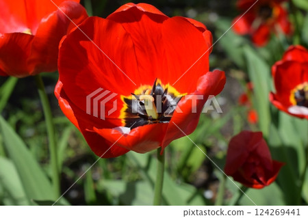 Partially Opened Tulip Close-Up Partially Opened Tulip Close-Up 124269441