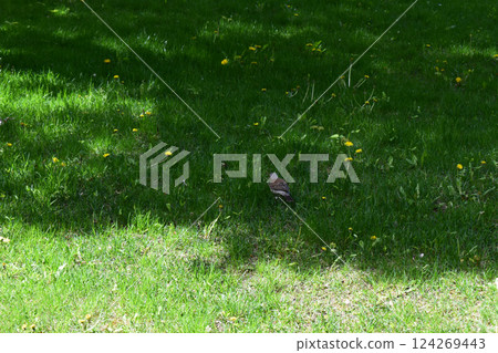 Serene Nature: Fieldfare Perched on Lush Grass 124269443