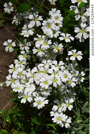 A cluster of small white flowers with five petals each, (cerastium biebersteinii). A cluster of small white flowers with five petals each, (cerastium biebersteinii). 124269444