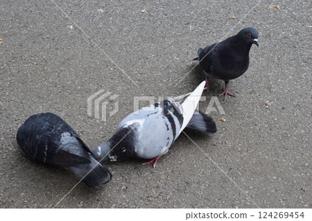 Cityscape Feathers: Pigeon Diversity on Asphalt 124269454