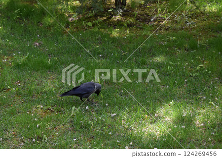 Black-Feathered Jackdaw on Lush Green Lawn 124269456