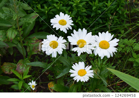 A group of white daisies with yellow centers, surrounded by green foliage. Daisies in Green Garden Setting A group of white daisies with yellow centers, surrounded by green foliage. Daisies in Green Garden Setting 124269458