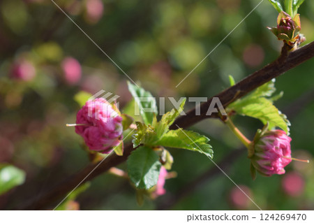 Louisiana, trifoliate almond. A close-up of a branch with pink flower buds and green leaves. Louisiana, trifoliate almond. A close-up of a branch with pink flower buds and green leaves. 124269470