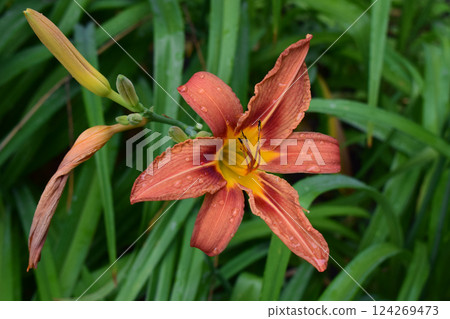Close-Up of Vibrant Orange Daylily with Yellow Accents 124269473