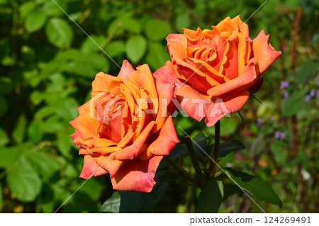 Two vibrant orange roses with intricate petals, set against a backdrop of lush green foliage. OVibrant Blooms Against Lush Foliage 124269491