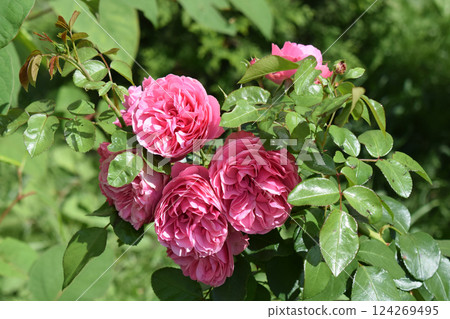 A bouquet of pink roses with voluminous and detailed petals, surrounded by bright green leaves. Blooming Bouquet of Pink Roses A bouquet of pink roses with voluminous and detailed petals, surrounded by bright green leaves. Blooming Bouquet of Pink Roses 124269495