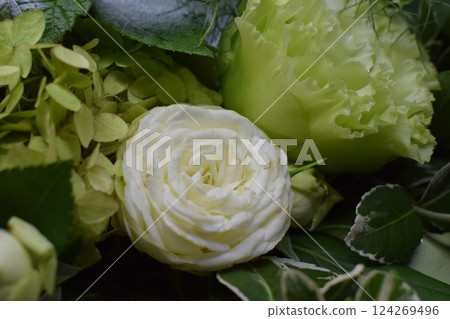 Fresh Blooms: Capturing the Essence of Elegance 124269496