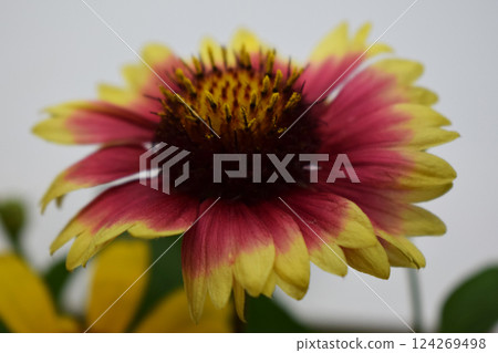 A Gaillardia flower with vibrant colors, predominantly pink, yellow and dark red. 124269498
