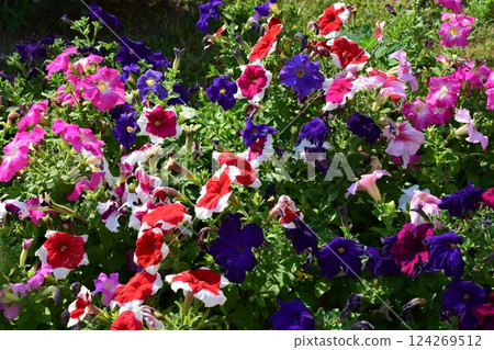 Colorful Petunias in a Lush Green Garden Colorful Petunias in a Lush Green Garden 124269512