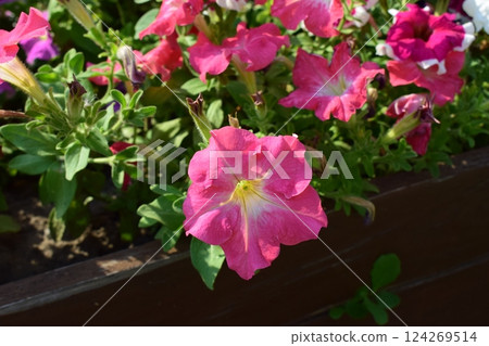 Colorful Petunias in a Lush Green Garden Colorful Petunias in a Lush Green Garden 124269514