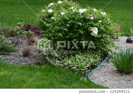 A well-maintained garden featuring lush green grass, a variety of plants, and shrubs. Lush Greenery Garden A well-maintained garden featuring lush green grass, a variety of plants, and shrubs. Lush Greenery Garden 124269521