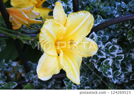 Blooming Yellow Flower Surrounded by Green Foliage Blooming Yellow Flower Surrounded by Green Foliage 124269523