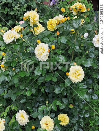 A lush garden with vibrant yellow roses in full bloom, surrounded by abundant green leaves. Vibrant Yellow Roses Amongst Green Foliage A lush garden with vibrant yellow roses in full bloom, surrounded by abundant green leaves. Vibrant Yellow Roses Amongst Green Foliage 124269528