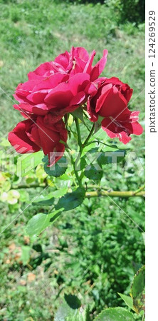 A red rose blooming, surrounded by green leaves. Lush Outdoor Garden with Red Bloom A red rose blooming, surrounded by green leaves. Lush Outdoor Garden with Red Bloom 124269529