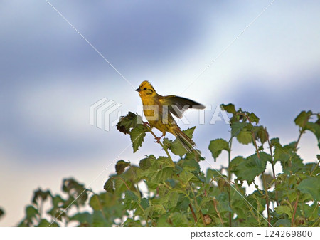 Yellowhammer bird perching in hedge 124269800